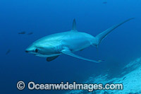 Thresher Shark Alopias pelagicus Photo - Andy Murch