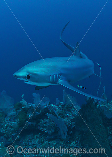 Thresher Shark photo Thresher Shark photo