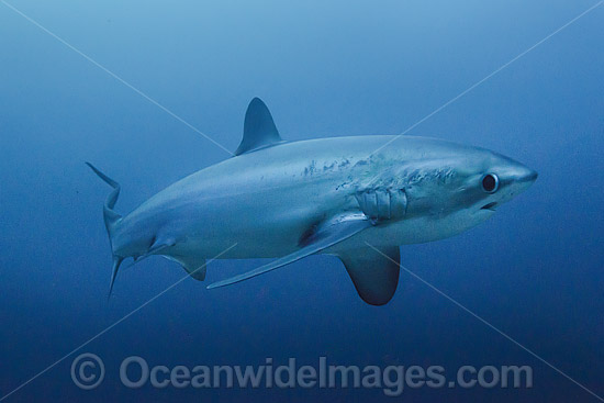 Thresher Shark Alopias pelagicus photo