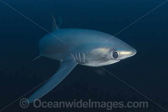 Thresher Shark photo Thresher Shark photo