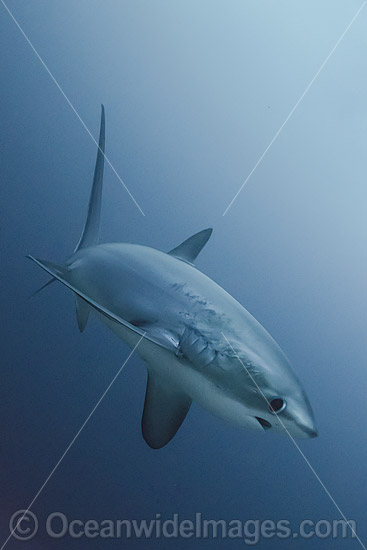 Thresher Shark Alopias pelagicus photo Thresher Shark Alopias pelagicus photo