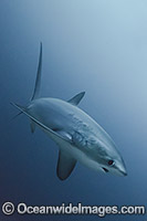 Thresher Shark Alopias pelagicus Photo - Andy Murch