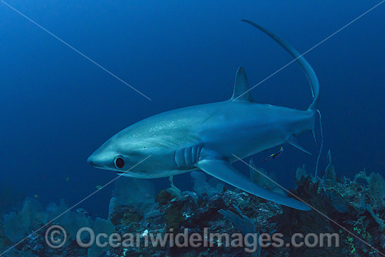 Thresher Shark Alopias pelagicus photo Thresher Shark Alopias pelagicus photo