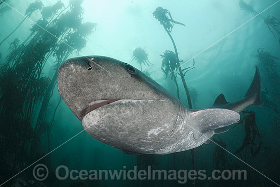 Broadnose Sevengill Shark photo Broadnose Sevengill Shark photo