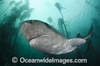 Broadnose Sevengill Shark Photo - Andy Murch
