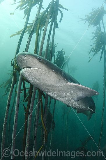 Broadnose Sevengill Shark Notorynchus cepedianus photo Broadnose Sevengill Shark Notorynchus cepedianus photo