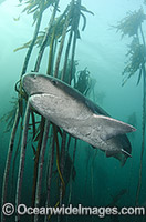 Broadnose Sevengill Shark Notorynchus cepedianus Photo - Andy Murch