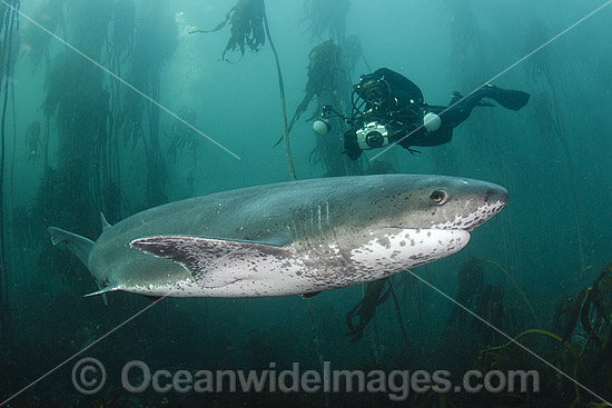 Broadnose Sevengill Shark photo Broadnose Sevengill Shark photo