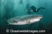 Broadnose Sevengill Shark Photo - Andy Murch