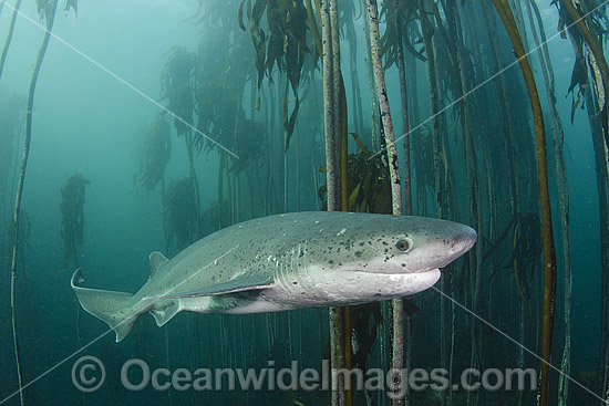 Broadnose Sevengill Shark photo Broadnose Sevengill Shark photo