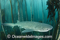 Broadnose Sevengill Shark Photo - Andy Murch