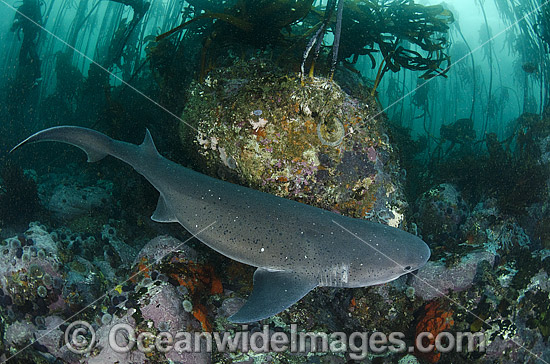 Broadnose Sevengill Shark photo Broadnose Sevengill Shark photo