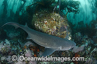 Broadnose Sevengill Shark Photo - Andy Murch