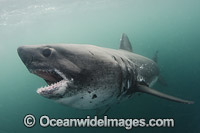 Salmon Shark Lamna ditropis Photo - Andy Murch