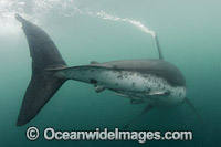 Salmon Shark Lamna ditropis Photo - Andy Murch