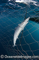 School Shark Galeorhinus galeu Photo - Andy Murch