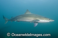 School Shark Photo - Andy Murch