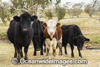 Cattle Ebor Photo - Gary Bell