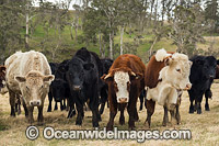 Cattle in a field Ebor Photo - Gary Bell