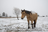 Horse standing in snow field Photo - Gary Bell