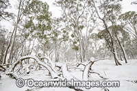 Eucalypt forest covered in snow Photo - Gary Bell