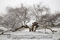 Eucalypt forest covered in snow Photo - Gary Bell