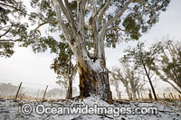 Eucalypt forest covered in snow Photo - Gary Bell