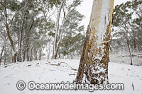 Eucalypt forest covered in snow Photo - Gary Bell