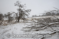 Farm in snow Black Mountain Photo - Gary Bell