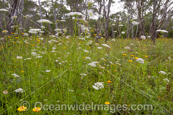 Paper Flowers Guy Fawkes River photo
