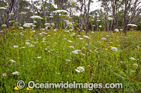 Paper Flowers Guy Fawkes River Photo - Gary Bell