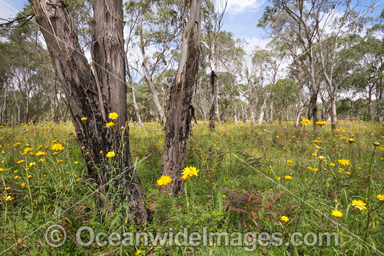 Paper Flowers and Eucalypts photo Paper Flowers and Eucalypts photo
