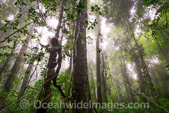 Dorrigo Rainforest photo Dorrigo Rainforest photo