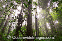 Dorrigo Rainforest Photo - Gary Bell