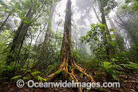 Dorrigo Rainforest Photo - Gary Bell