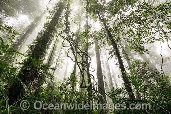 Dorrigo Rainforest in mist photo Dorrigo Rainforest in mist photo