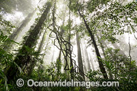 Dorrigo Rainforest in mist Photo - Gary Bell