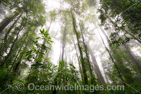 Dorrigo Rainforest photo