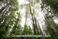 Dorrigo Rainforest Photo - Gary Bell