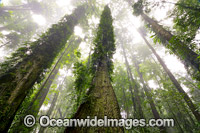 Dorrigo Rainforest in mist Photo - Gary Bell
