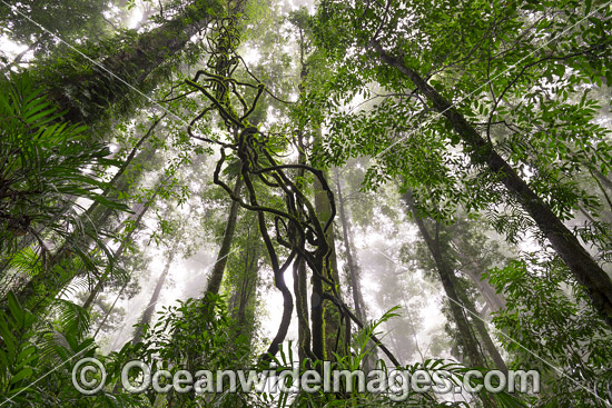 Dorrigo Rainforest photo Dorrigo Rainforest photo