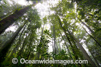 Dorrigo Rainforest in mist Photo - Gary Bell