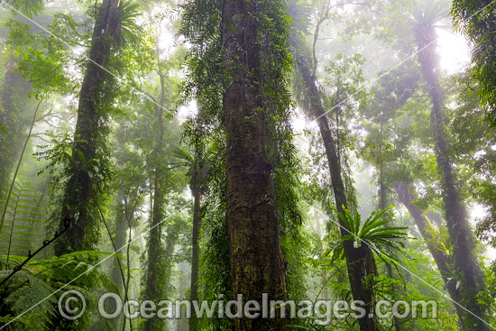 Dorrigo Rainforest photo Dorrigo Rainforest photo