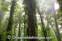 Dorrigo Rainforest Photo - Gary Bell