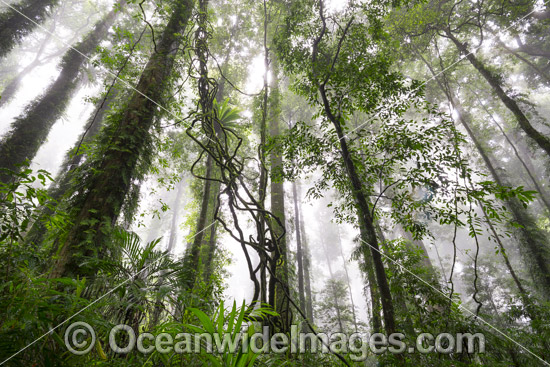 Dorrigo Rainforest in mist photo Dorrigo Rainforest in mist photo