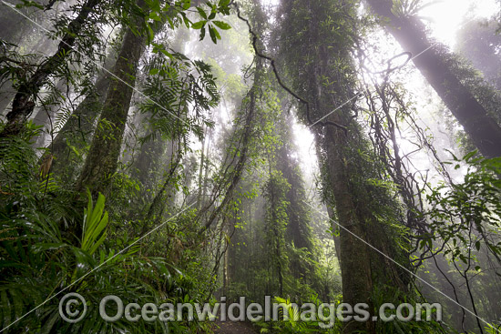 Dorrigo Rainforest photo Dorrigo Rainforest photo