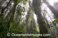 Dorrigo Rainforest Photo - Gary Bell