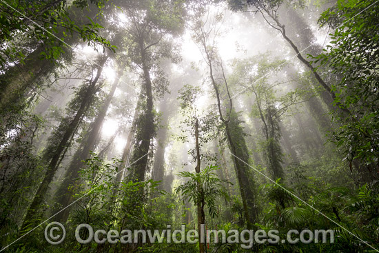 Dorrigo Rainforest in mist photo Dorrigo Rainforest in mist photo