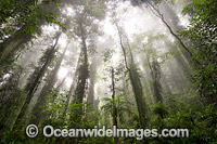 Dorrigo Rainforest in mist Photo - Gary Bell
