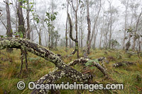 Snow Gums in mist Photo - Gary Bell